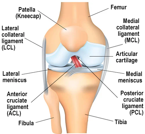 Acl Specialist In Jaipur